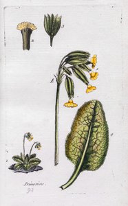Primrose by Unknown artist