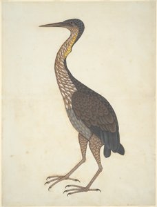 Purple Heron (Ardea purpurea)