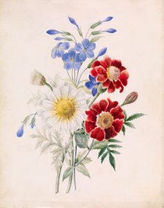 Red and Blue Flowers and White Daisy