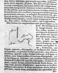 Representation of a Fruit Tree Seed by Antoine van Leeuwenhoek