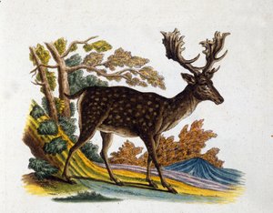 Representation of a reindeer. 18th century engraving. by Unknown artist