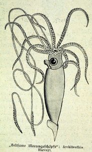 Representation of an Architeuthis Harveyi, giant squid by Unknown artist
