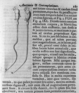 Representation of dog spermatozoa. Description made by Dutch trader and scientist Antoine van Leeuwenhoek (1632-1723). Engraving from 