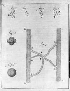 Representation of red blood cells of salmon and turbot. Study by the Dutch trader and naturalist Antoine van Leeuwenhoek (1632-1723). Engraving from Epistolae ad Societatem Regiam Angliam 17 by Unknown artist