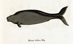 Rhytina Stelleri also called marine cow Steller, specimen disappeared in the 18th century. by Unknown artist