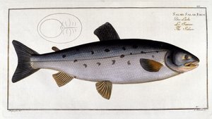 Salmon (Salmo salar) by Marc Elieser Bloch Ichtyologie Paris - Berlin - London 1787 by Unknown artist