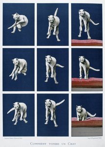 Series of frames of a cat falling, c.1895 by Unknown artist