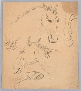 Sketches of Horse Heads and Hooves