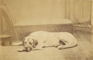 Sleeping Dog by Unknown artist