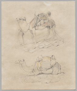 Study of Camels