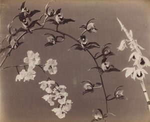 Study of Orchids by Unknown artist