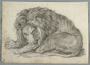 Study of a Lion by Unknown artist