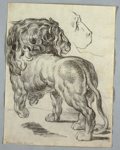Study of a Lion