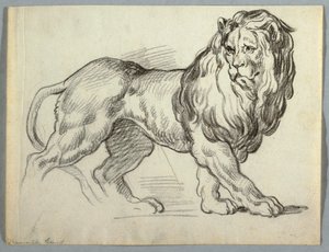 Study of a Lion