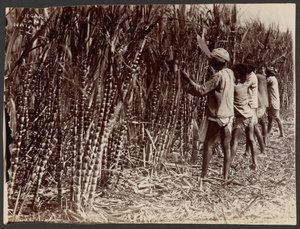 Sugar Cane, Natal