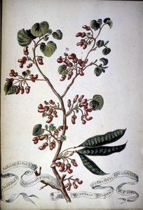 Sylvestris Rotundifolia. 19th century herbarium