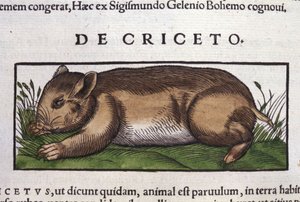 The Hamster in Historia Animalium by Conrad Gesner