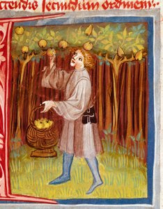 The Picking of Fruit. Miniature from 