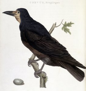 The Raven Frugilegus - natural history board by Unknown artist