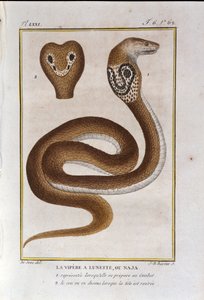The Bezel Viper or Naja. Plate from 