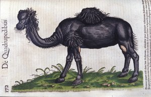The camel from Historiae Animalium by Konrad Gesner, Tiguri