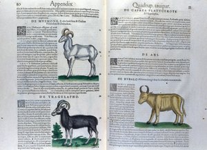 The Double Page of the Quadrupeds in Historia Animalium by Conrad Gesner by Unknown artist