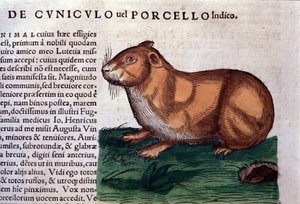 The guinea pig after Historiae animalium by Conrad Gesner