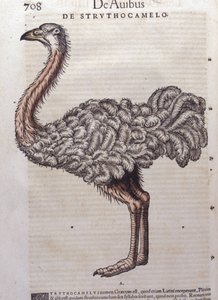 The ostrich from Historiae animalium by Konrad Gesner, Tiguri by Unknown artist