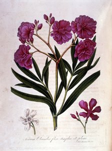The pink laurel (oleander) - herbarium of the 18th century