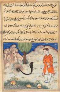 The prince, a son of the ruler of Sistan, enters the service of a snake, from a Tuti-nama (Tales of a Parrot): Thirty-seventh Night