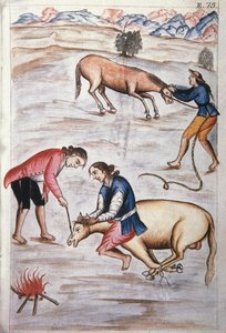 The Red Iron Branding of a Mare, from the Book "Trujillo del Peru" or "Codex Martinez Compañón" by Baltazar Martinez Compañón y Bujanda, Bishop of Trujillo by Unknown artist