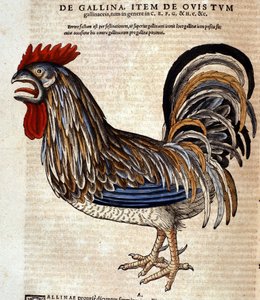 The rooster after the Historia Animalium by Conrad Gesner, Tiguri 1560. Biblioteca nazionale Braidense. Milan