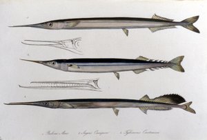 The Sea Needle. Natural History Board. 19th Century by Unknown artist