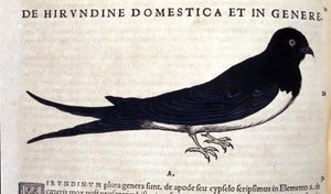 The swallow after Historiae animalium by Conrad Gesner