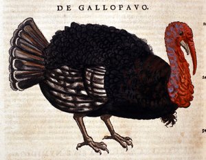 The turkey after the Historia Animalium of Conrad Gesner, Tiguri 1560. Biblioteca nazionale Braidense. Milan