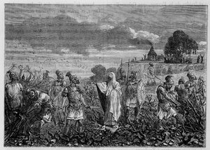The vines uprooted in the Gauls, by order of Emperor Domitian - in 