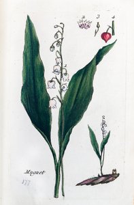 Thrush by Unknown artist