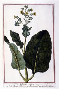 Tobacco plant (Nicotiana Minor). Botanical board from an 18th century herbarium. by Unknown artist