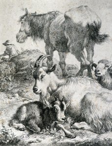 Traught horse, goat, goat and ram by Unknown artist