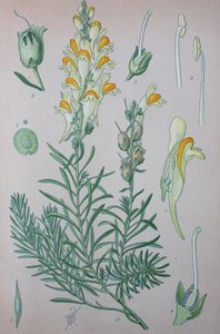 True Toadflax (Linaria) by Unknown artist