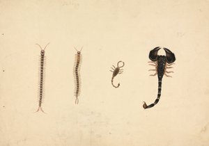 Two Scorpions and Two Centipedes by Unknown artist