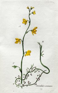 Uricular by Unknown artist