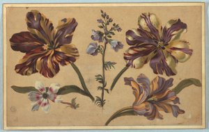 Various Florals by Unknown artist