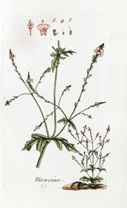 Verbena by Unknown artist