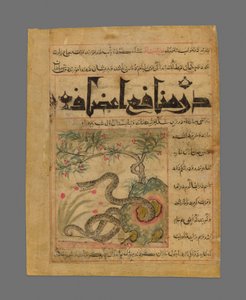 Viper in a Rocky Garden from Manafi