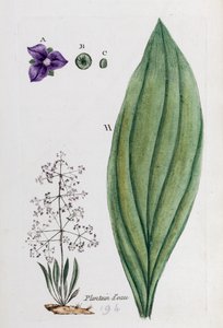 Water Plantain by Unknown artist