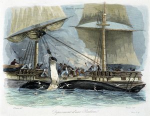 Whale Fishing: The Butchering