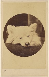 White Dog with Its Chin on a Cushion by Unknown artist