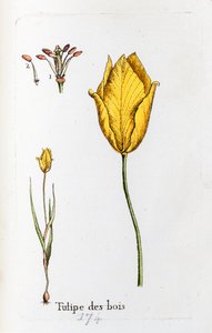 Wood Tulip by Unknown artist