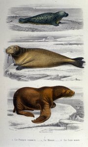 Zoology chart depicting a seal, a walrus and a sea lion. 19th century by Unknown artist